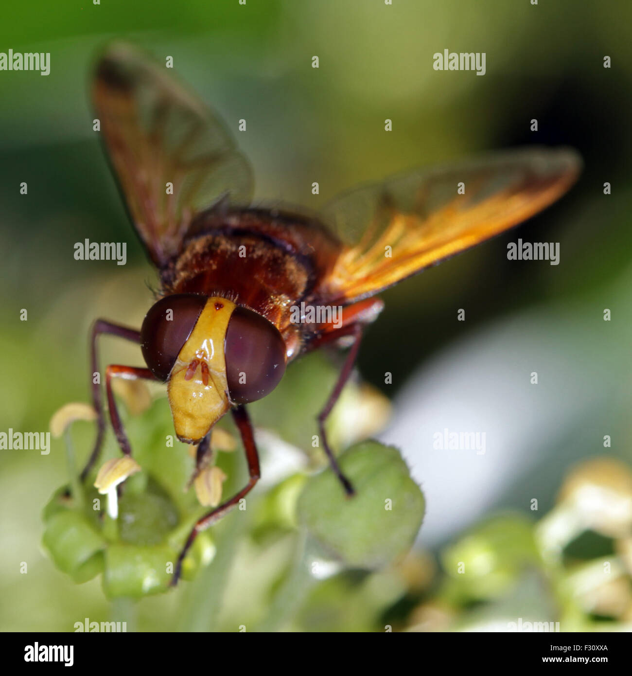 Close-up, Makro-Foto von einer Wespe ernähren sich von einer Efeu-Blüte. Stockfoto