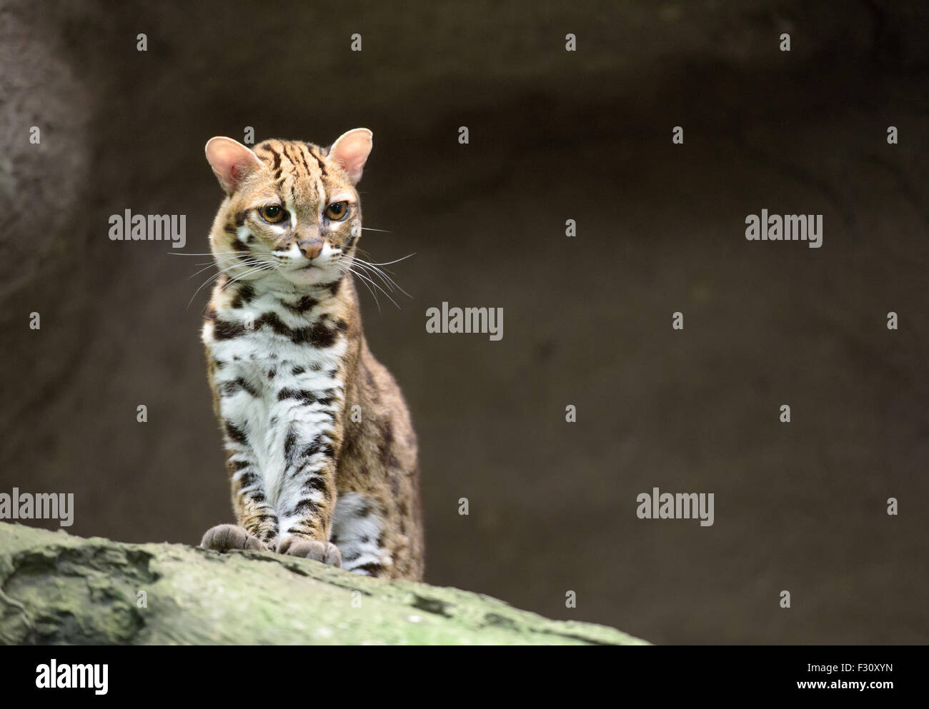 Sehr verärgert Leopardkatze Stockfoto