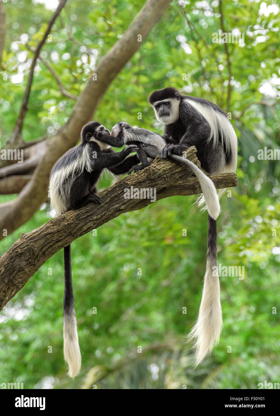 Familie von schwarzen und weißen Colobus-Affen sitzen auf einem Baum im Regenwald Stockfoto