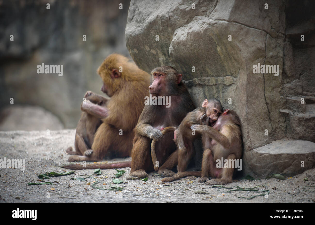 Familie von Hamadryas Pavian Affen mit ihren Babys in Ruhe Stockfoto