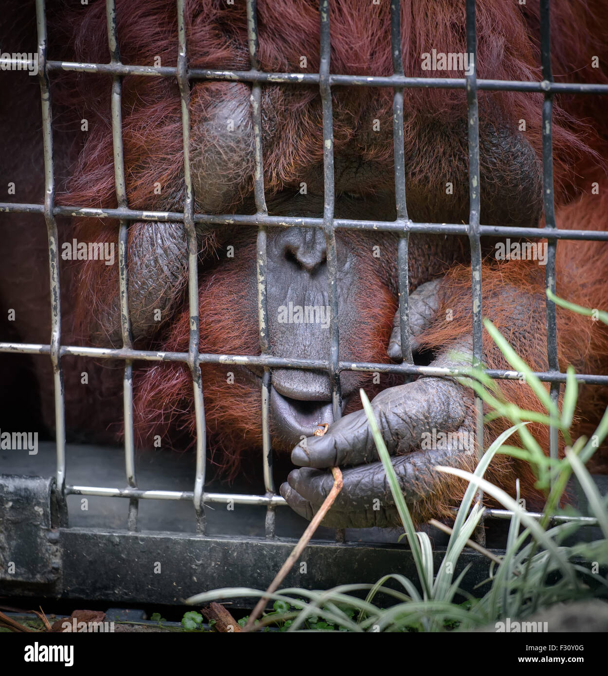 Orang Utan in einem Käfig Rasen durch die Zellen Stockfoto