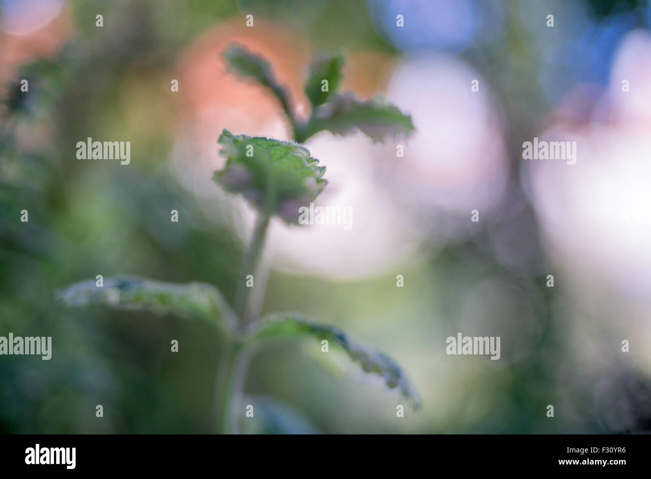 Bokeh weit offen bei MC Volna 9 50/2.8 Makro sowjetischen Nahlinse Stockfoto