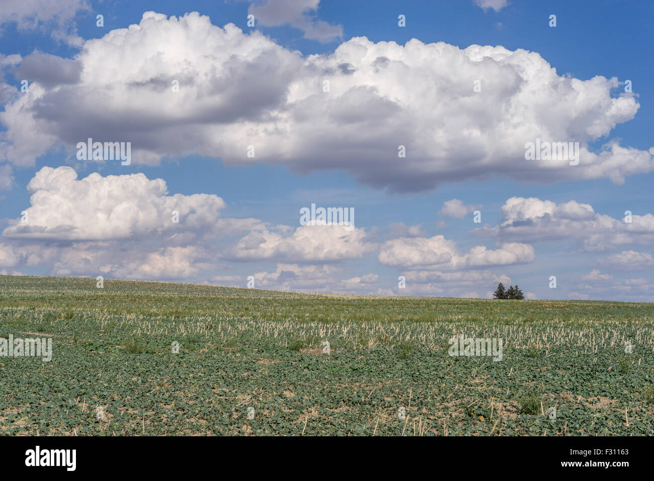 Weißen Cumulus-Wolken am blauen Himmel über Herbst Felder niedriger Schlesien Polen Stockfoto