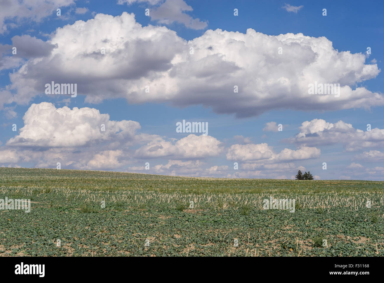 Weißen Cumulus-Wolken am blauen Himmel über Herbst Felder niedriger Schlesien Polen Stockfoto