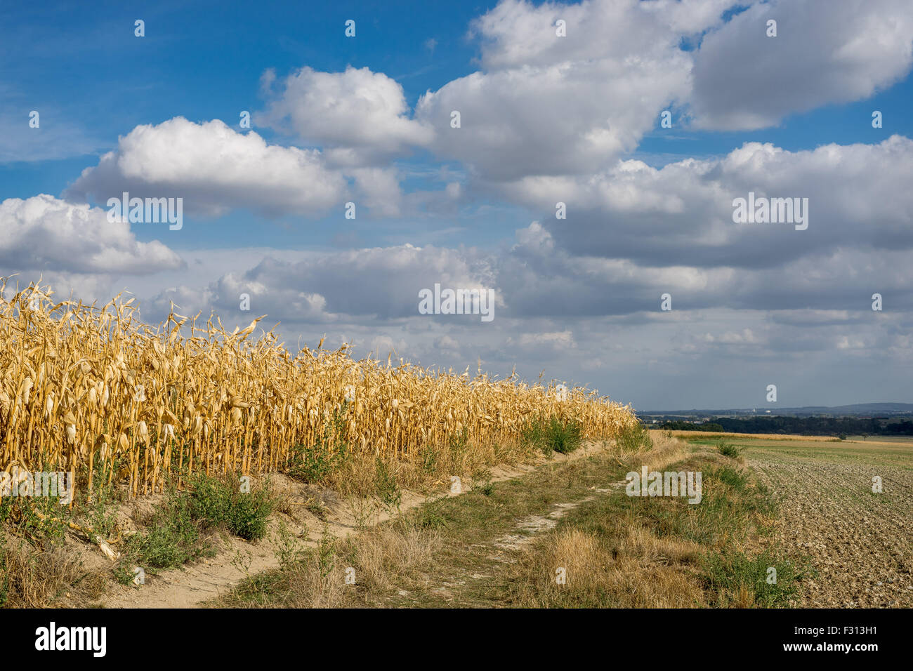 Weiße Gewitterwolken in den blauen Himmel über Trockenmais Felder niedriger Schlesien Polen Stockfoto