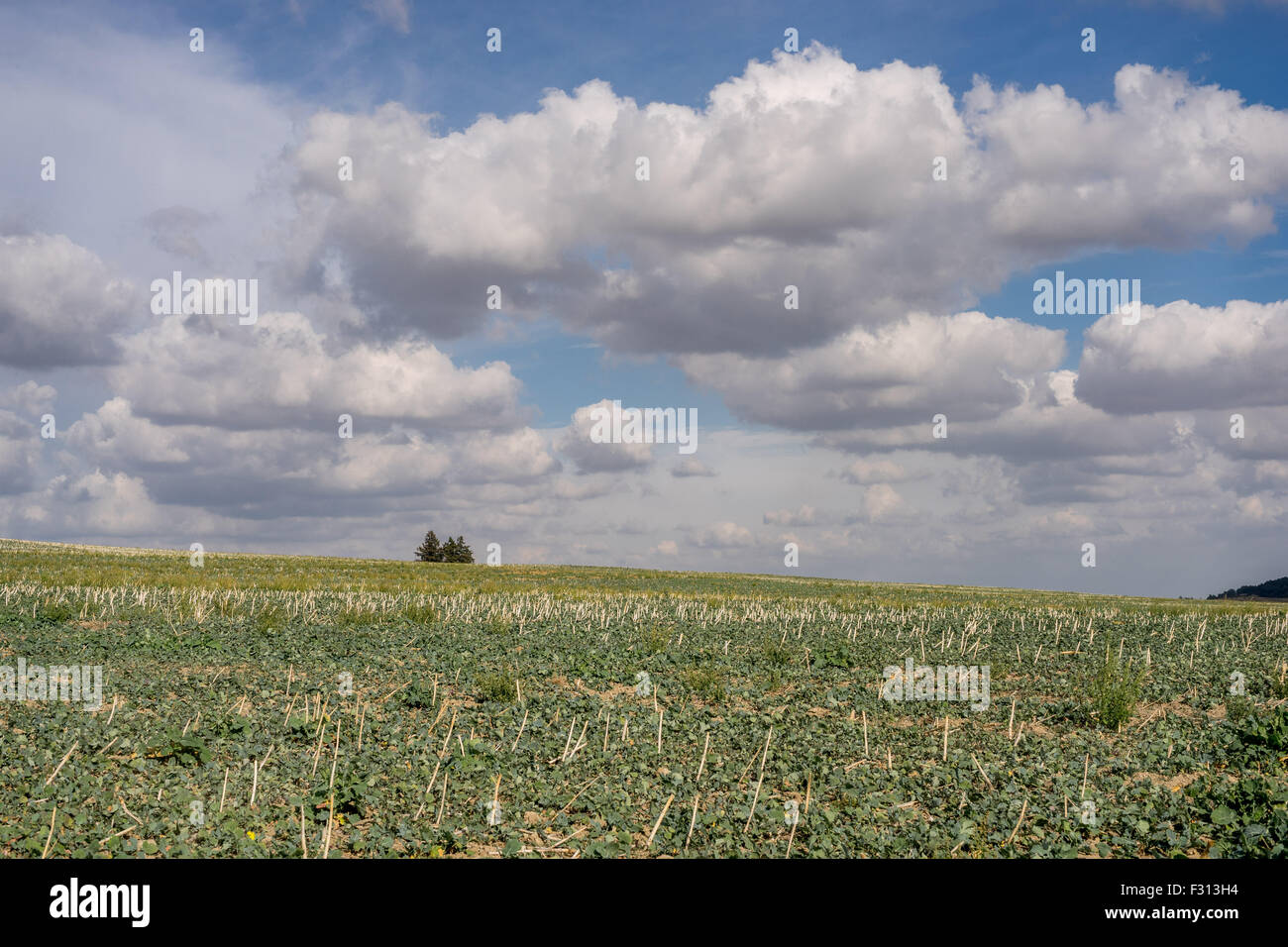 Weißen Cumulus-Wolken am blauen Himmel über Herbst Felder niedriger Schlesien Polen Stockfoto