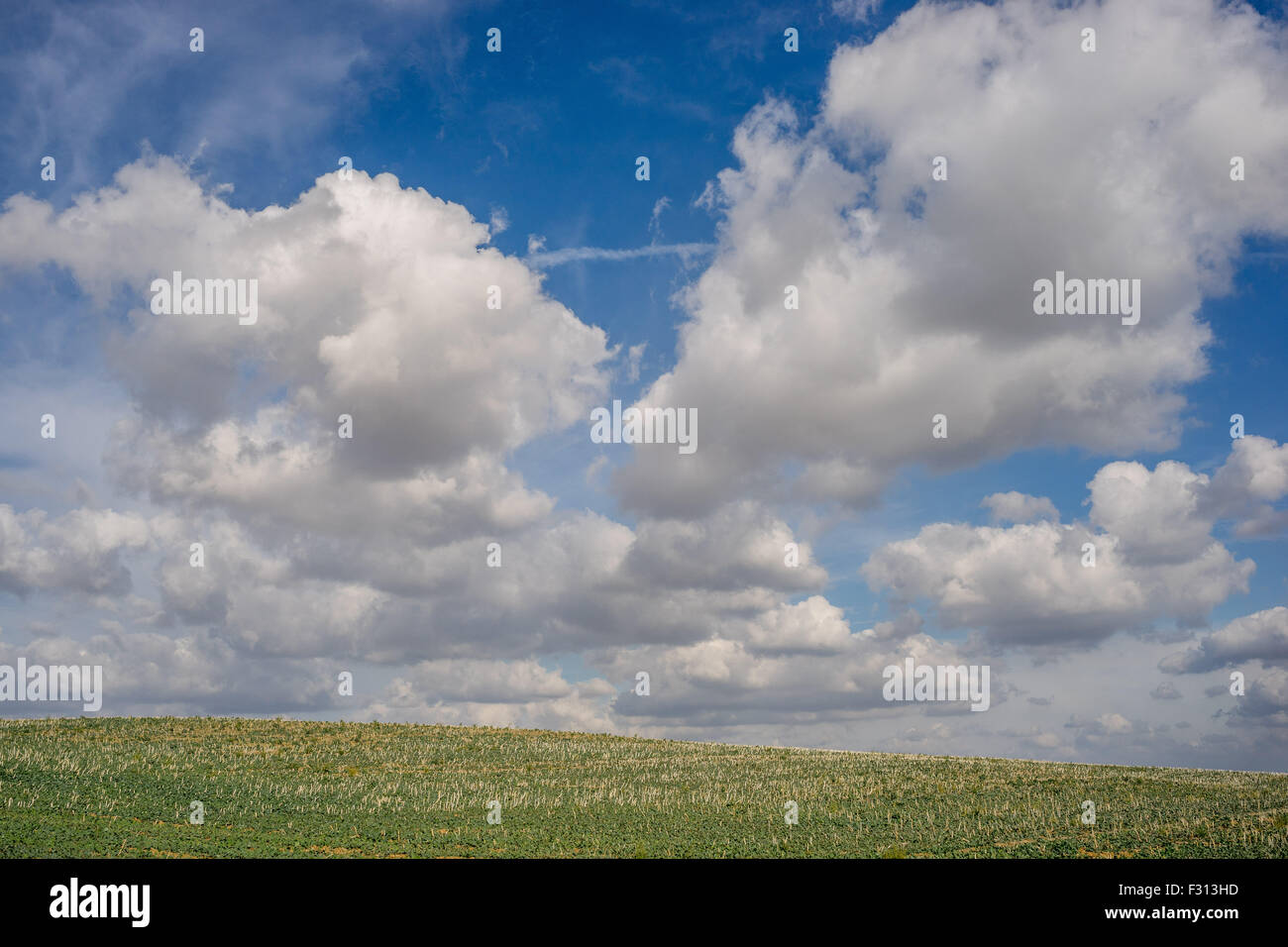 Weißen Cumulus-Wolken am blauen Himmel über Herbst Felder niedriger Schlesien Polen Stockfoto