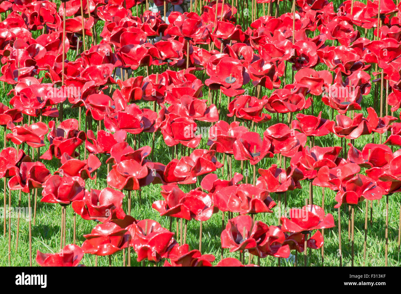 Weinend Fenster mit Keramik Mohnblumen von Paul Cummins und Tom Piper, Woodhorn Zeche, Ashington, Northumberland, England, UK Stockfoto