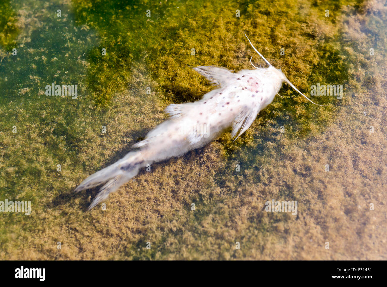 Tote Fische im Wasser des verseuchten Fluss. Stockfoto