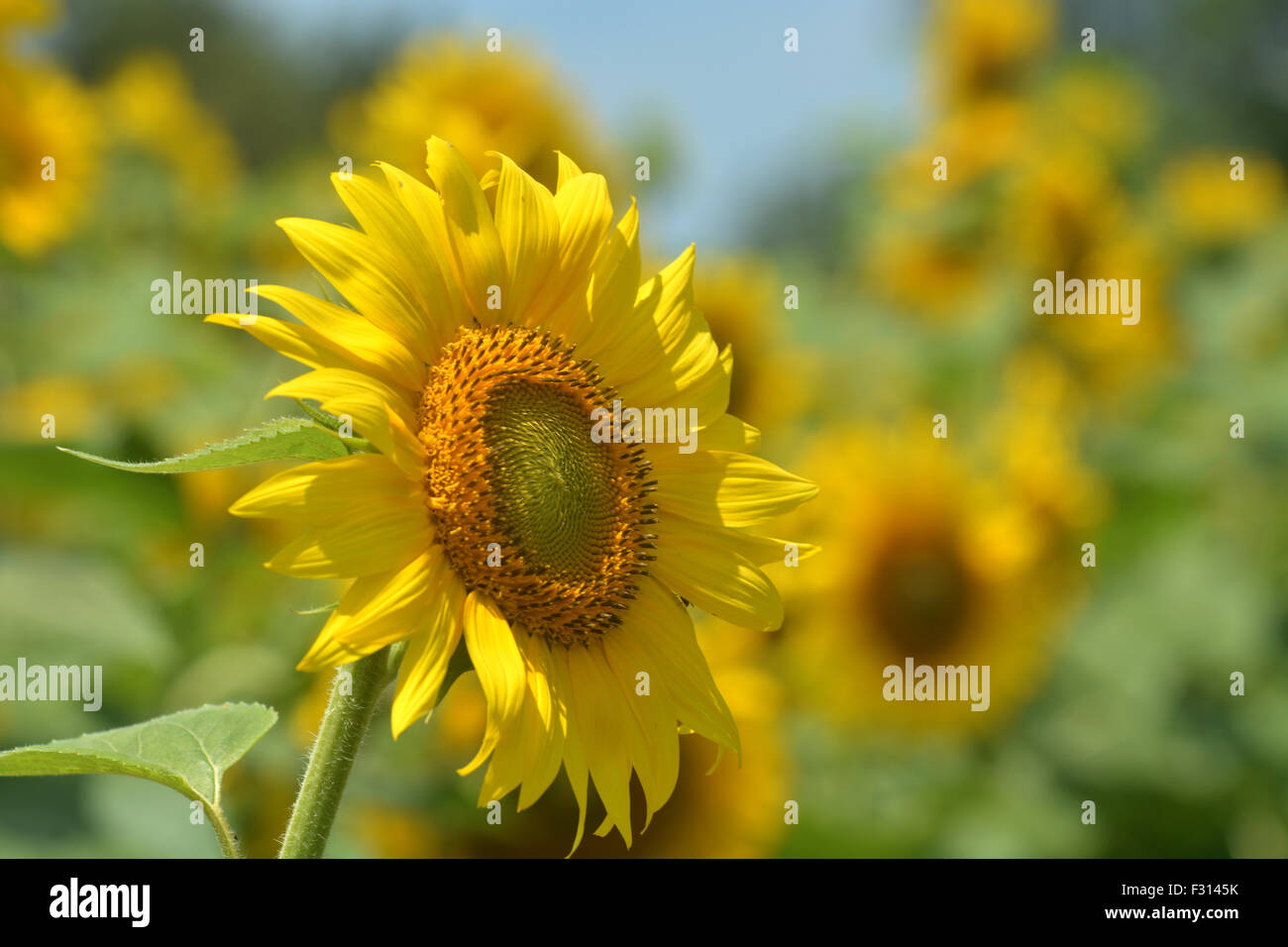 Eine Sonnenblume hebt sich vom Rest der Sonnenblumen in das Feld an einem schönen warmen Sommertag. Stockfoto