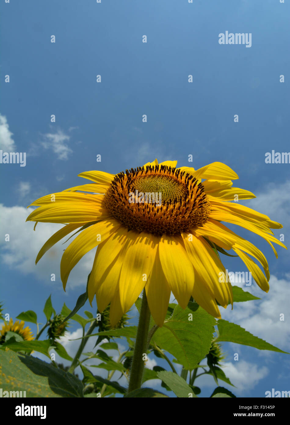 Eine Sonnenblume hebt sich vom Rest der Sonnenblumen in das Feld an einem schönen warmen Sommertag. Stockfoto