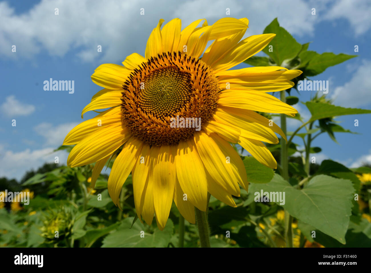 Eine Sonnenblume hebt sich vom Rest der Sonnenblumen in das Feld an einem schönen warmen Sommertag. Stockfoto