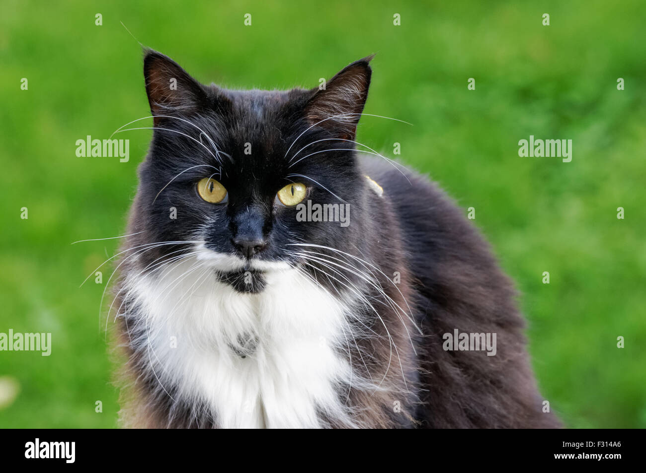 Schwarze Katze vor grünem Hintergrund Stockfoto