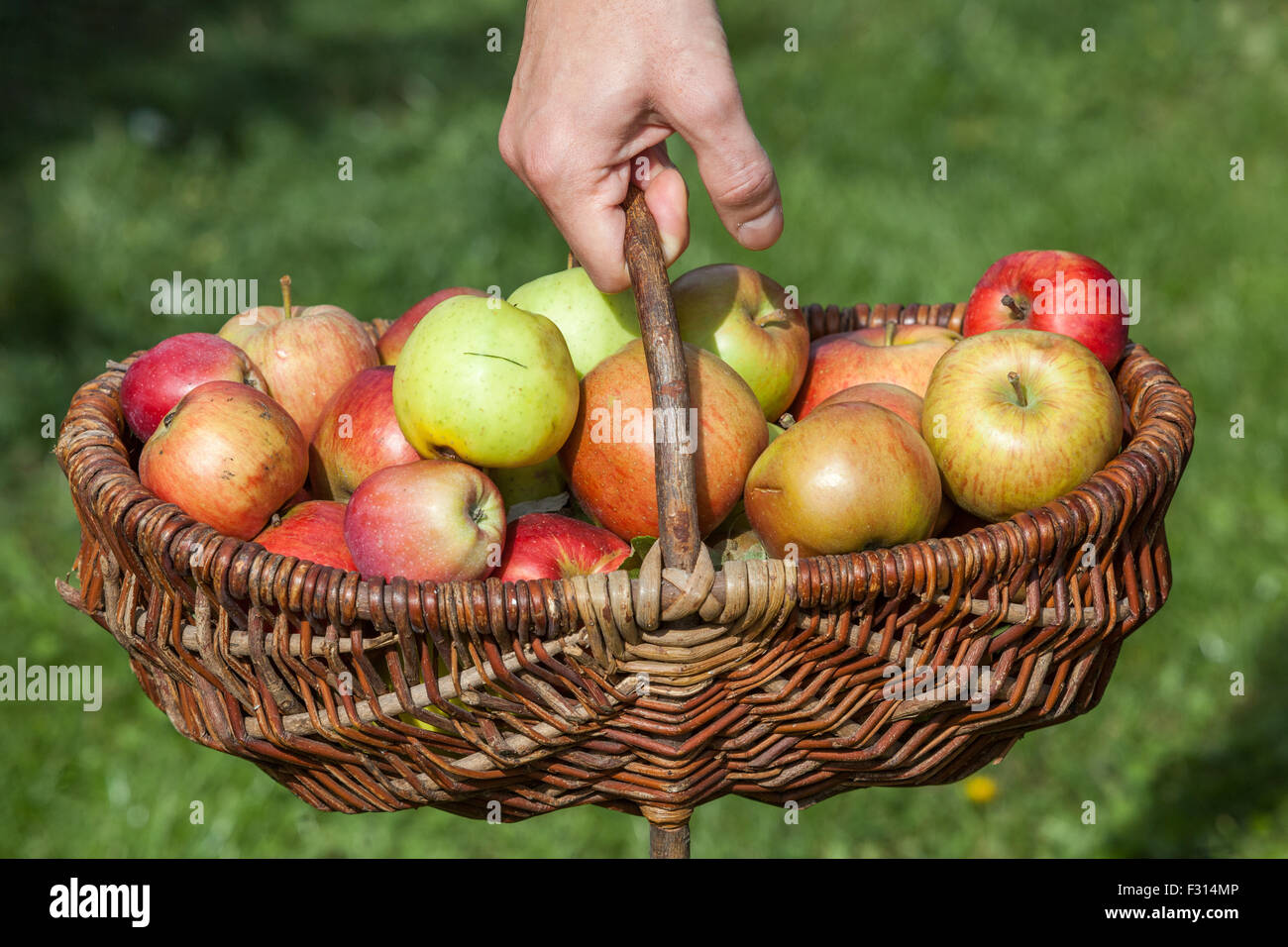 Weidenkorb von Äpfeln, Ernte, Herbst Stockfoto