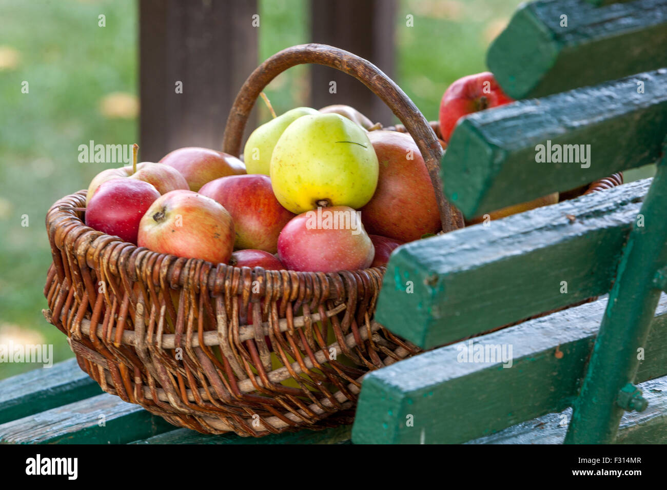 Die Äpfel im Korb Weidenkorb Herbst Ernte gepflückt Früchte auf gartenbank Stockfoto