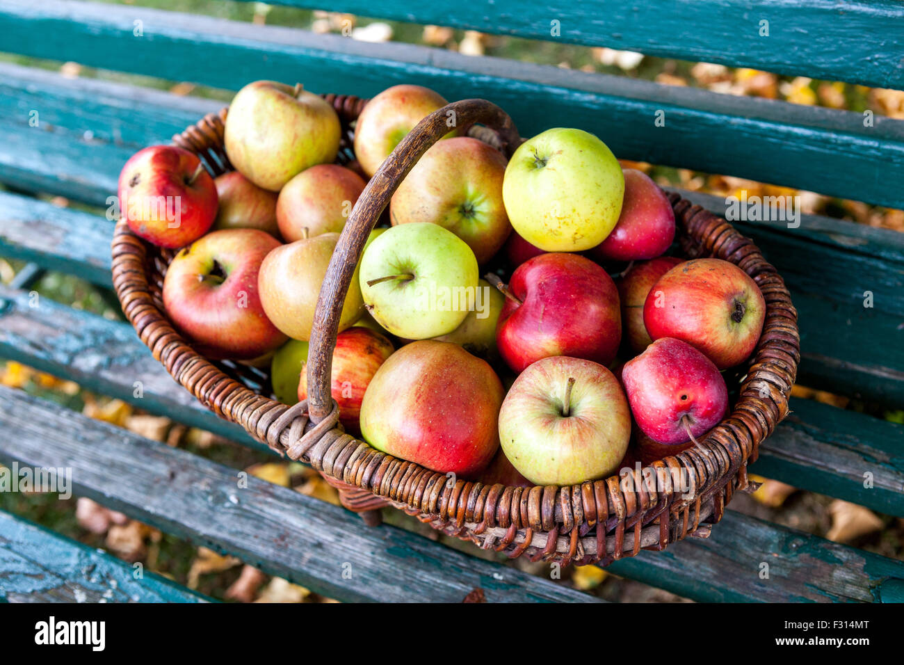 Äpfel im Korb Weidenkorb Herbsternte gepflückt Früchte, Korb auf einer Gartenbank Herbstgarten Stockfoto