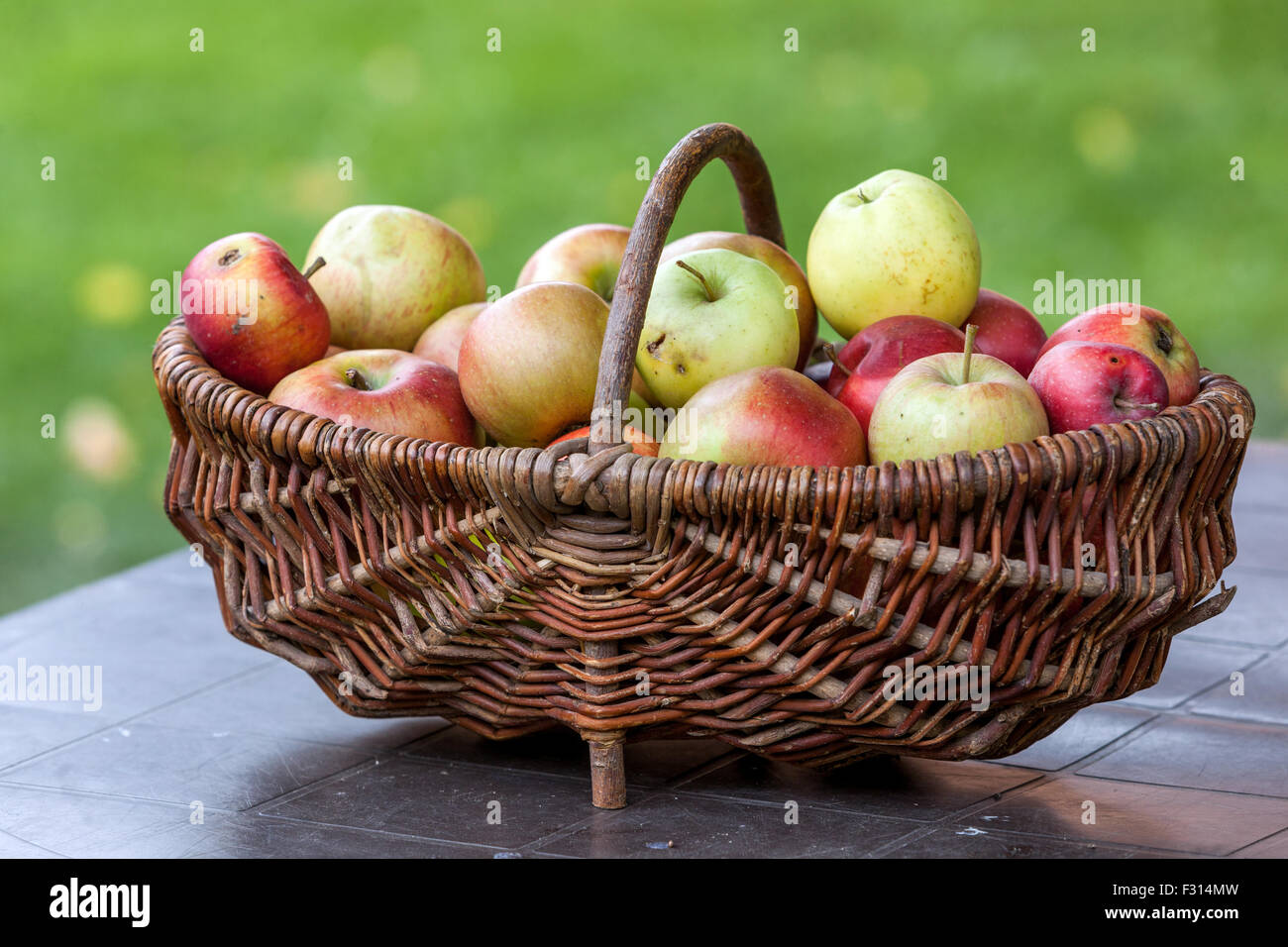 Korb mit Korb, Äpfel im Korb, Herbstkorb mit Korbgartentisch Stockfoto