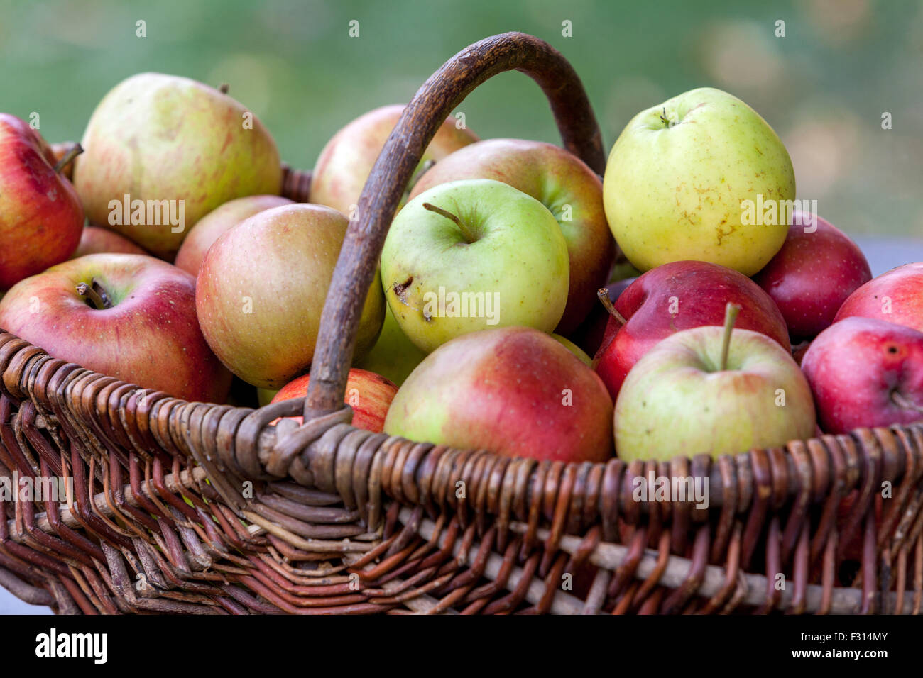 Die Äpfel im Korb Weidenkorb Herbst Ernte gepflückt Früchte Stockfoto