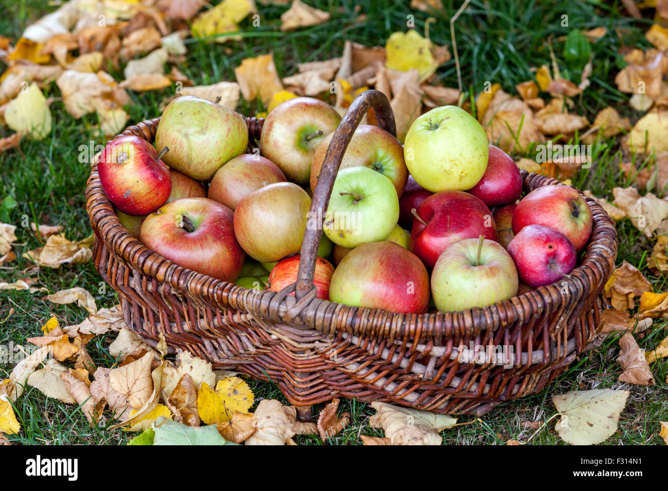 Äpfel im Korb Herbsternte frisch gepflückte Früchte auf einem Rasen mit gefallenen Blättern Stockfoto