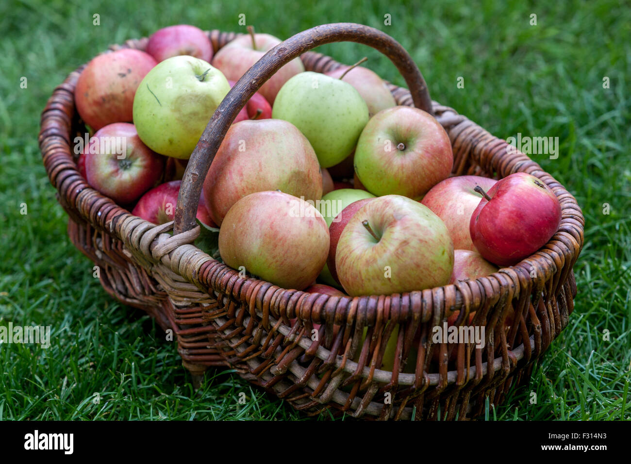 Die Äpfel im Korb Ernte Herbst Stockfoto