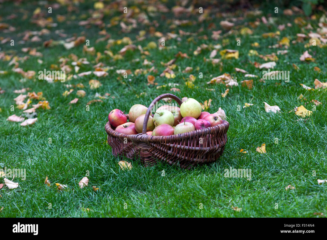 Die Äpfel im Korb Weidenkorb Herbst Ernte gepflückt Früchte auf Rasen im Garten Stockfoto