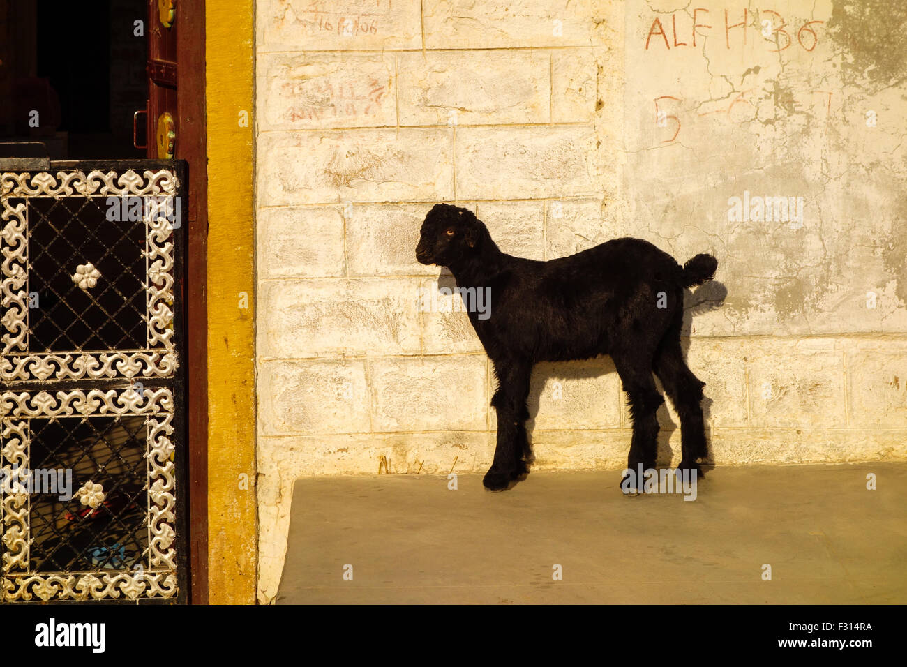 Eine schwarze Ziege stehen am Eingang eines Hauses in Khuri, Jaisalmer, Rajasthan, Indien Stockfoto