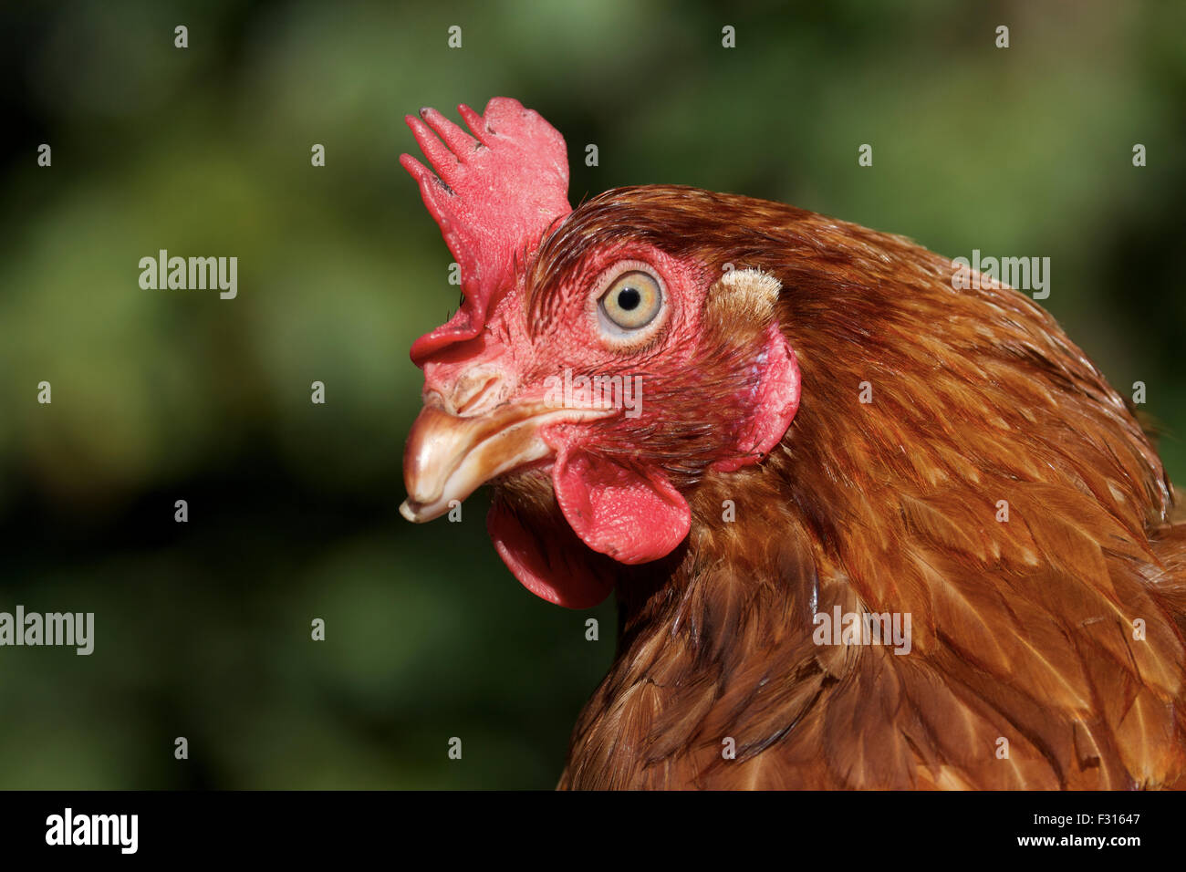 Nahaufnahme eines wiederhergestellten Batteriehennen Stockfoto