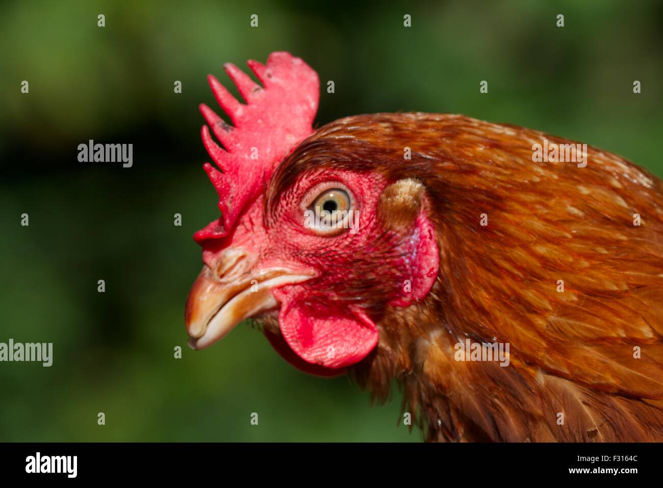 Nahaufnahme eines wiederhergestellten Batteriehennen Stockfoto