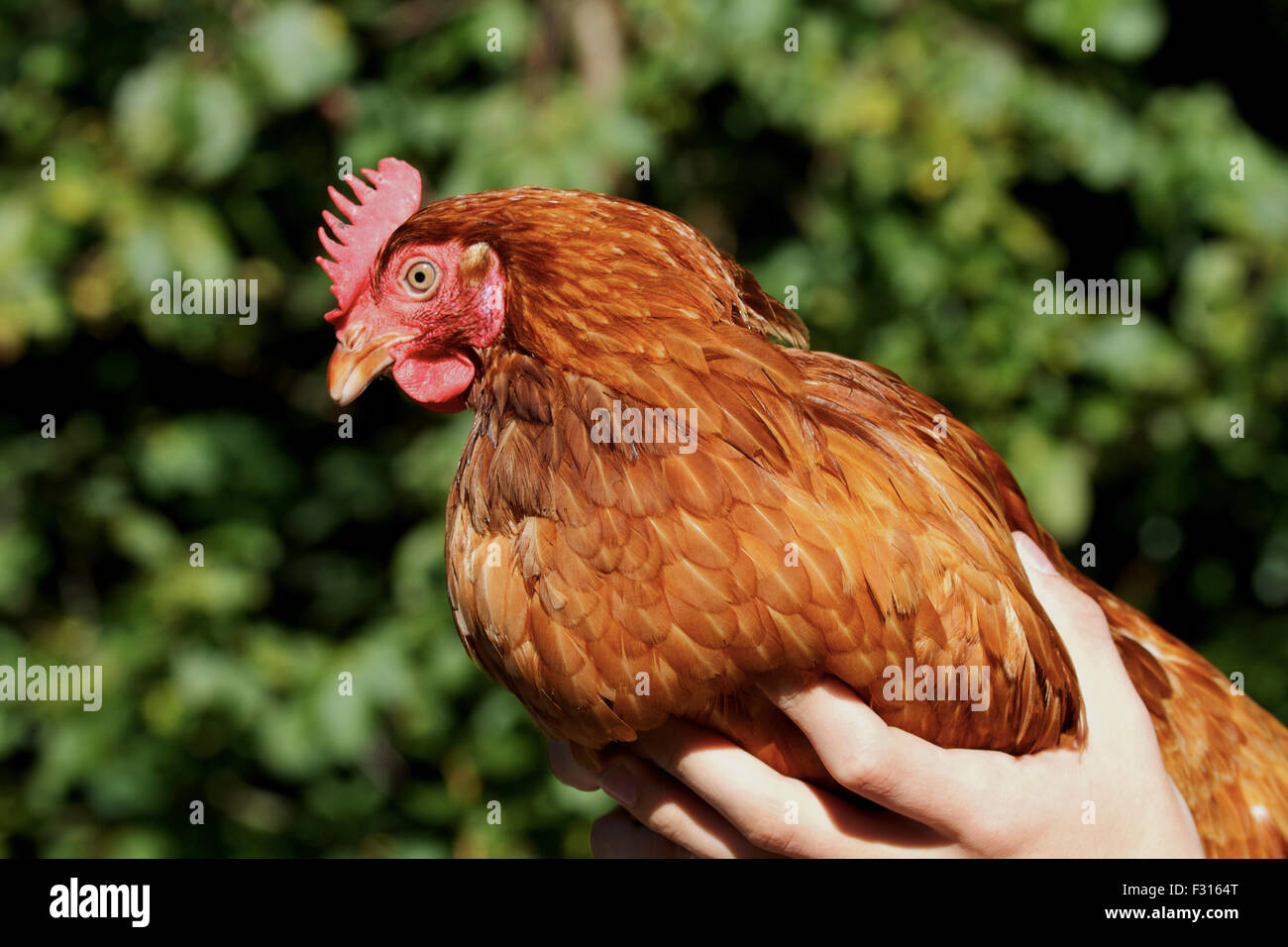 Nahaufnahme eines wiederhergestellten Batteriehennen Stockfoto