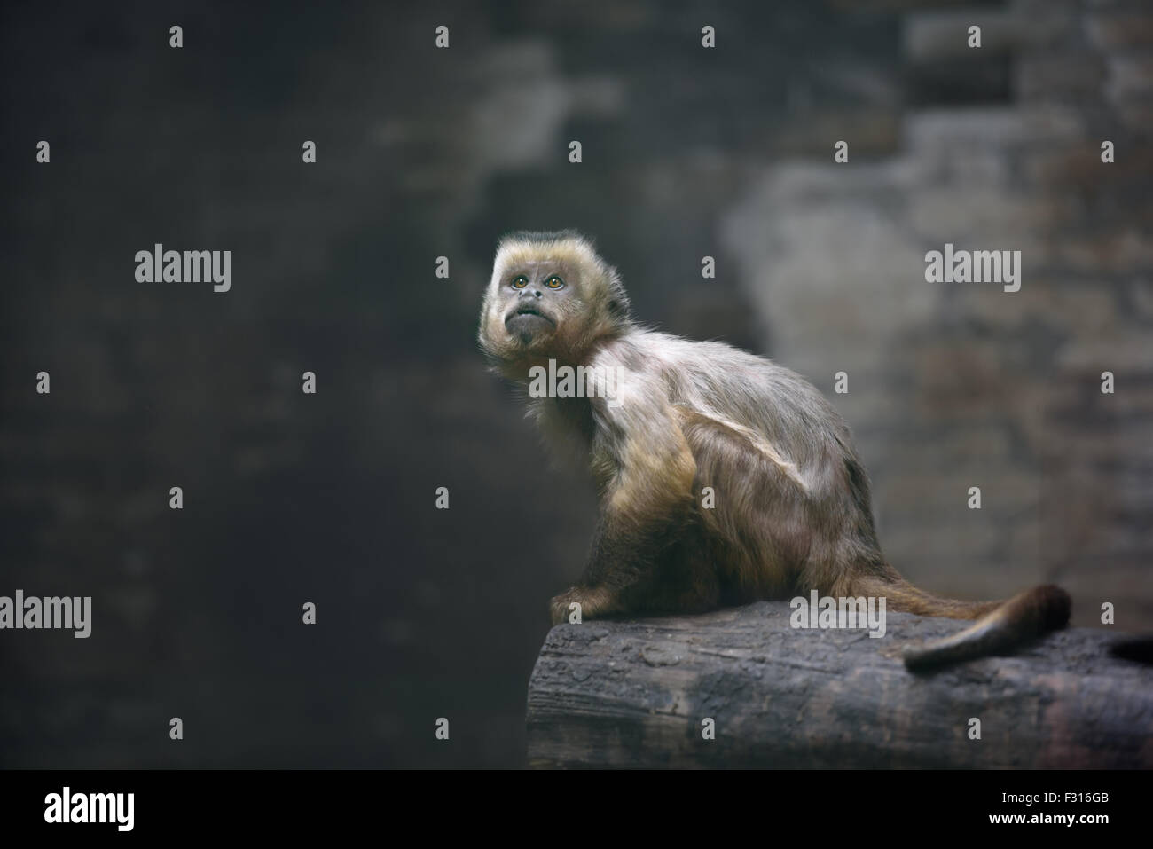 Junge Weeper Kapuziner Affen nachschlagen Stockfoto