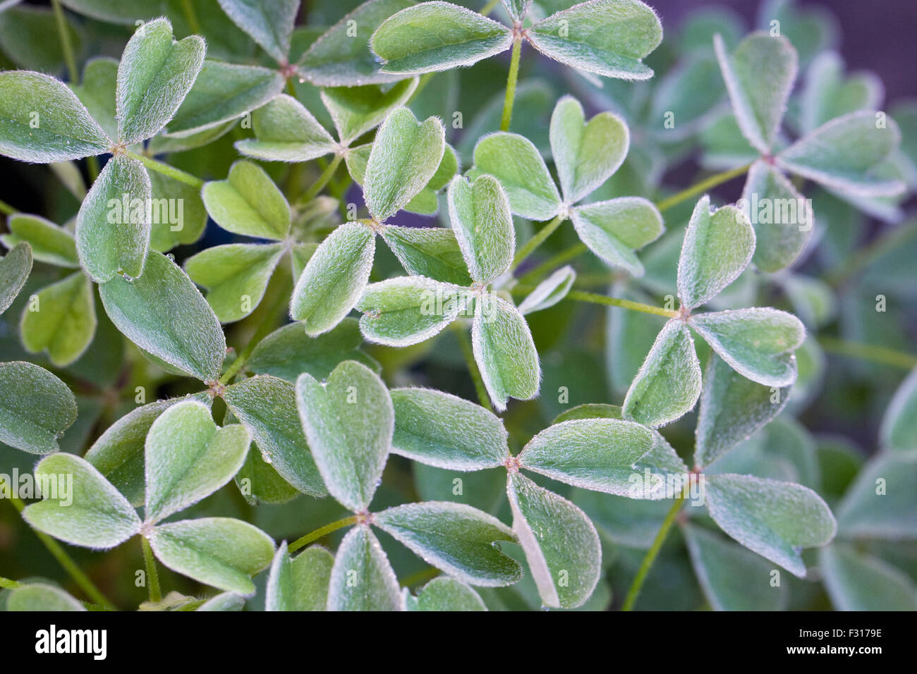 Oxalis Tuberosa Blätter... New Zealand Yam im Gemüsegarten wachsen. Stockfoto