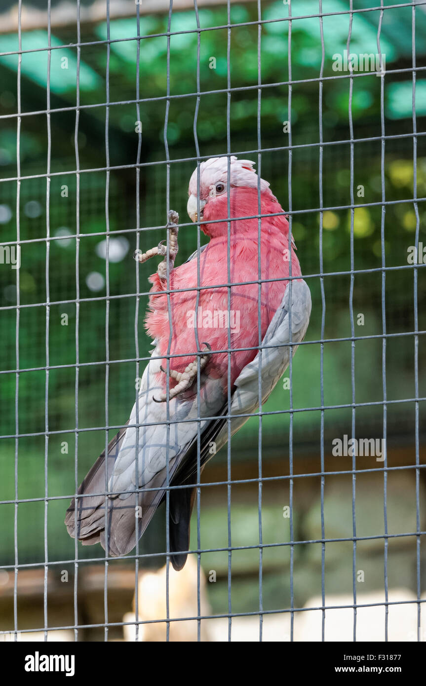 Der Rosakakadu (Eolophus Roseicapilla) am Zoo Warschau Stockfoto