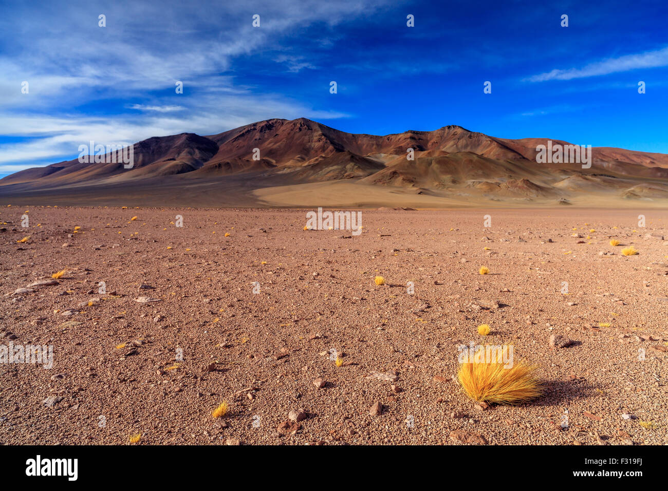 Gelbes Gras im Salar de Tara (Nationalpark Los Flamencos, Atacama, Chile) Stockfoto
