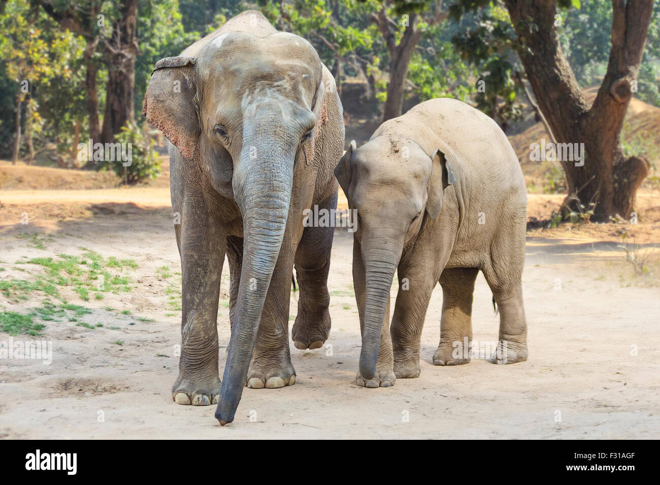 Zwei asiatische Elefanten im Dschungel, groß und klein ein. Stockfoto