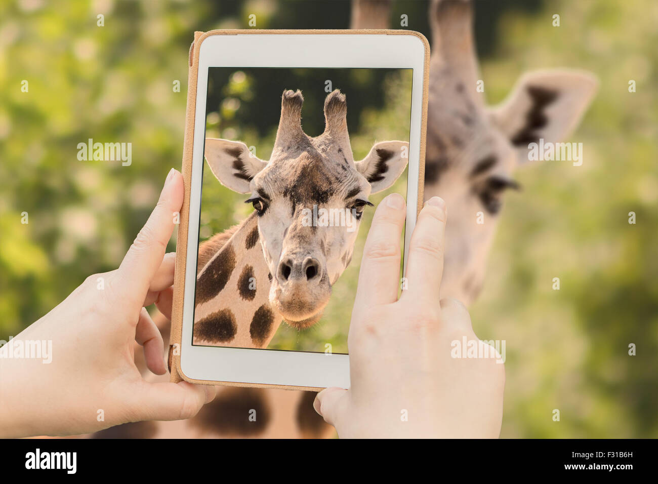 Momentaufnahme der Giraffe mit einer Tablette. Stockfoto