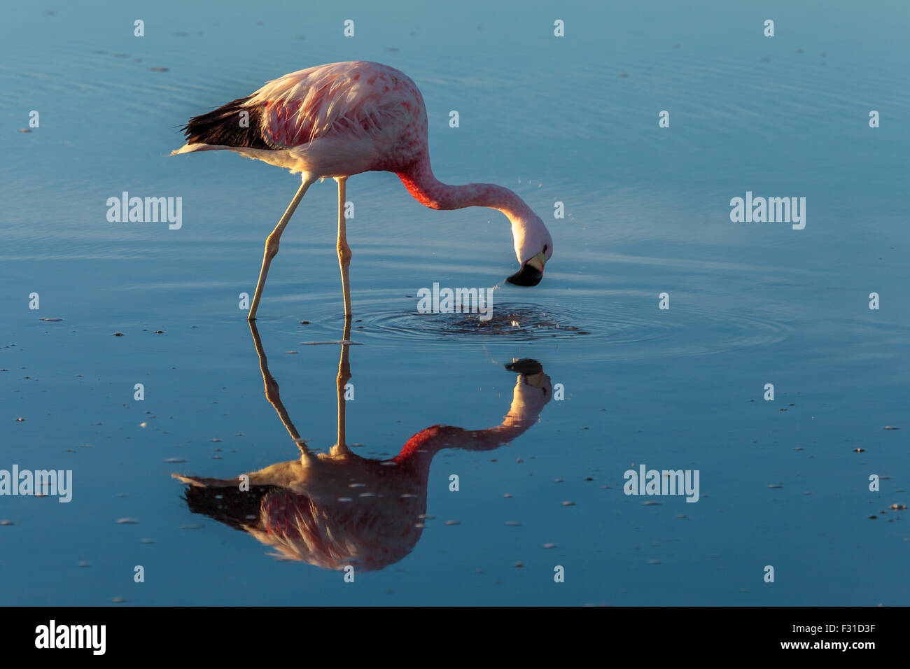 Flamingos in der Lagune Chaxa bei Sonnenuntergang (Phoenicopterus) Stockfoto