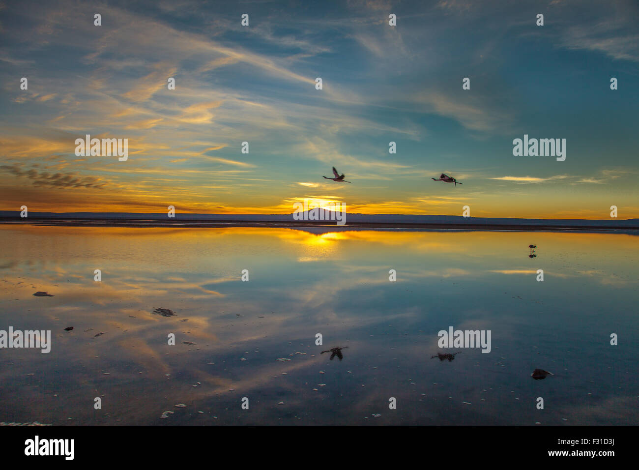 Flamingos in der Lagune Chaxa bei Sonnenuntergang (Phoenicopterus) Stockfoto