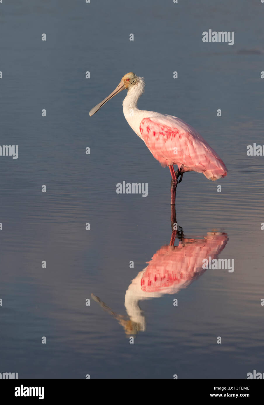 Rosige Löffler (Platalea Ajaja) in einem flachen Gezeiten Sumpf bei Sonnenaufgang, Galveston, Texas, USA. Stockfoto