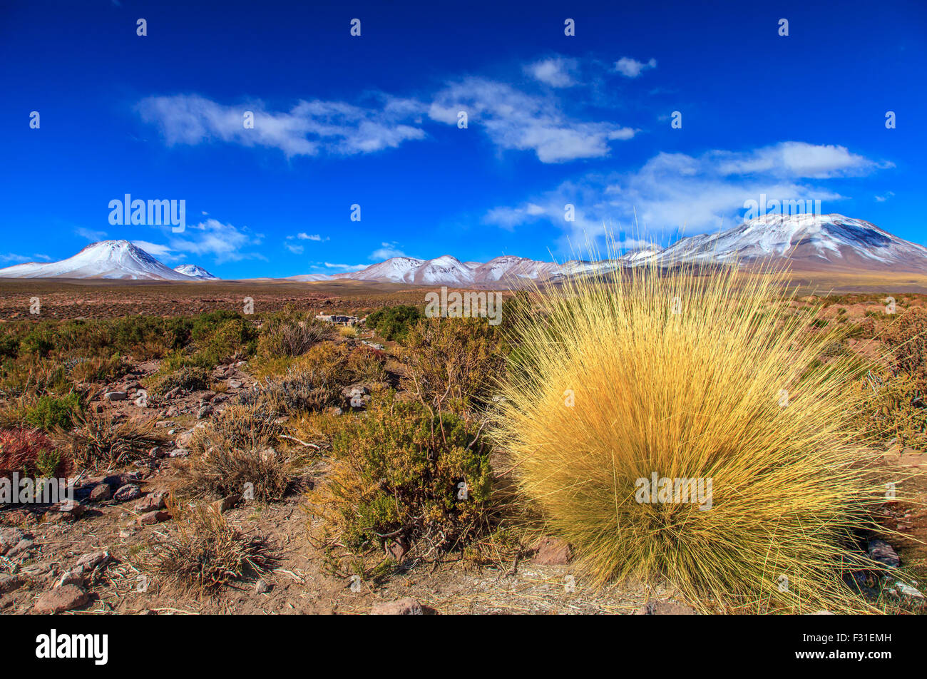 Typische Vegetation der Atacama-Region mit den Vulkanen im Hintergrund Stockfoto