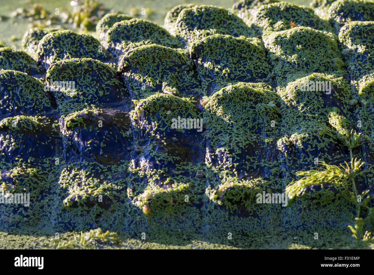 Ein Fragment von der Rückseite des amerikanischen Alligator (Alligator Mississippiensis) in einem Sumpf, Brazos Bend State Park, Needville, Texas Stockfoto