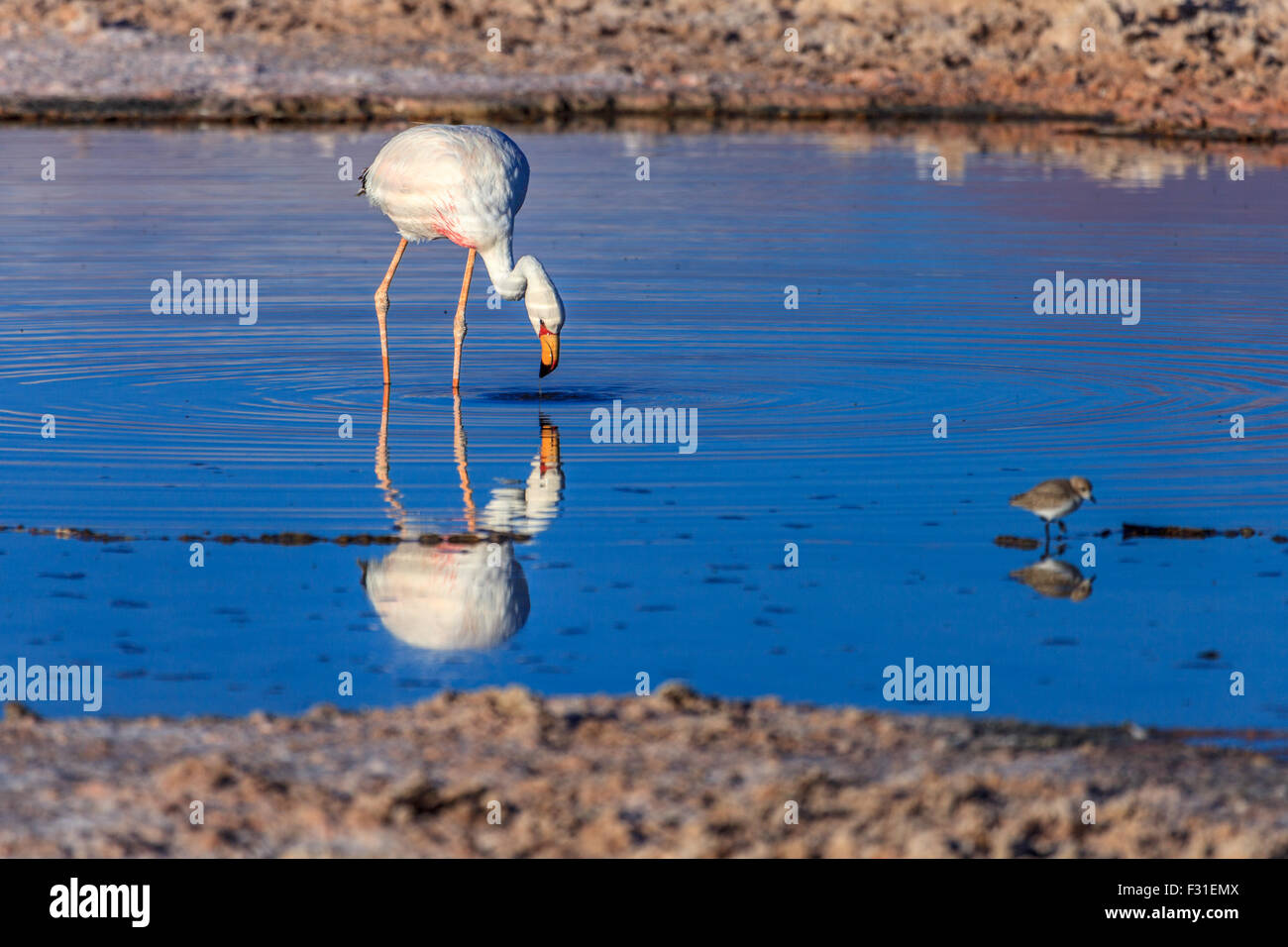 Flamingos in der Lagune Chaxa bei Sonnenuntergang (Phoenicopterus) Stockfoto