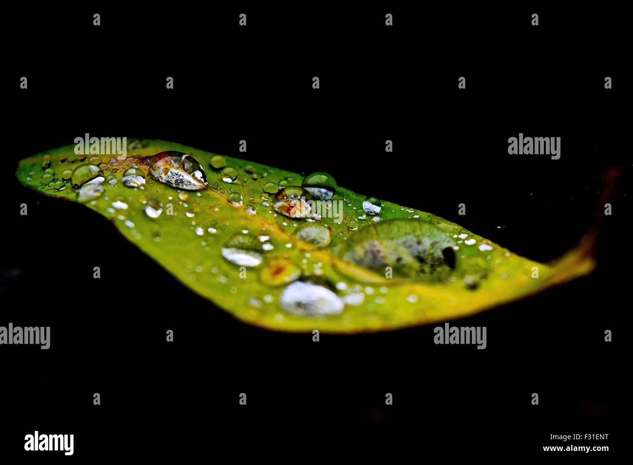 Nassen Blatt - natürlichen Hintergrund Stockfoto