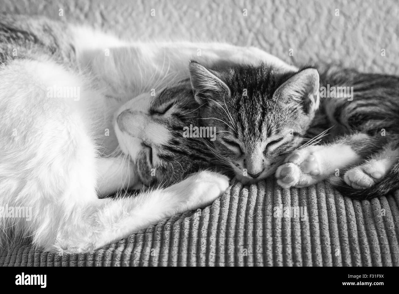 Erwachsene Katze und Kätzchen miteinander schlafen. Stockfoto