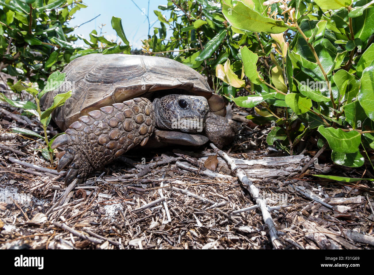Hobe Sound Florida, Seabranch Preserve State Park, Gopherschildkröte, Gopherus polyphemus, Schildkröte, Erwachsene, FL150415025 Stockfoto