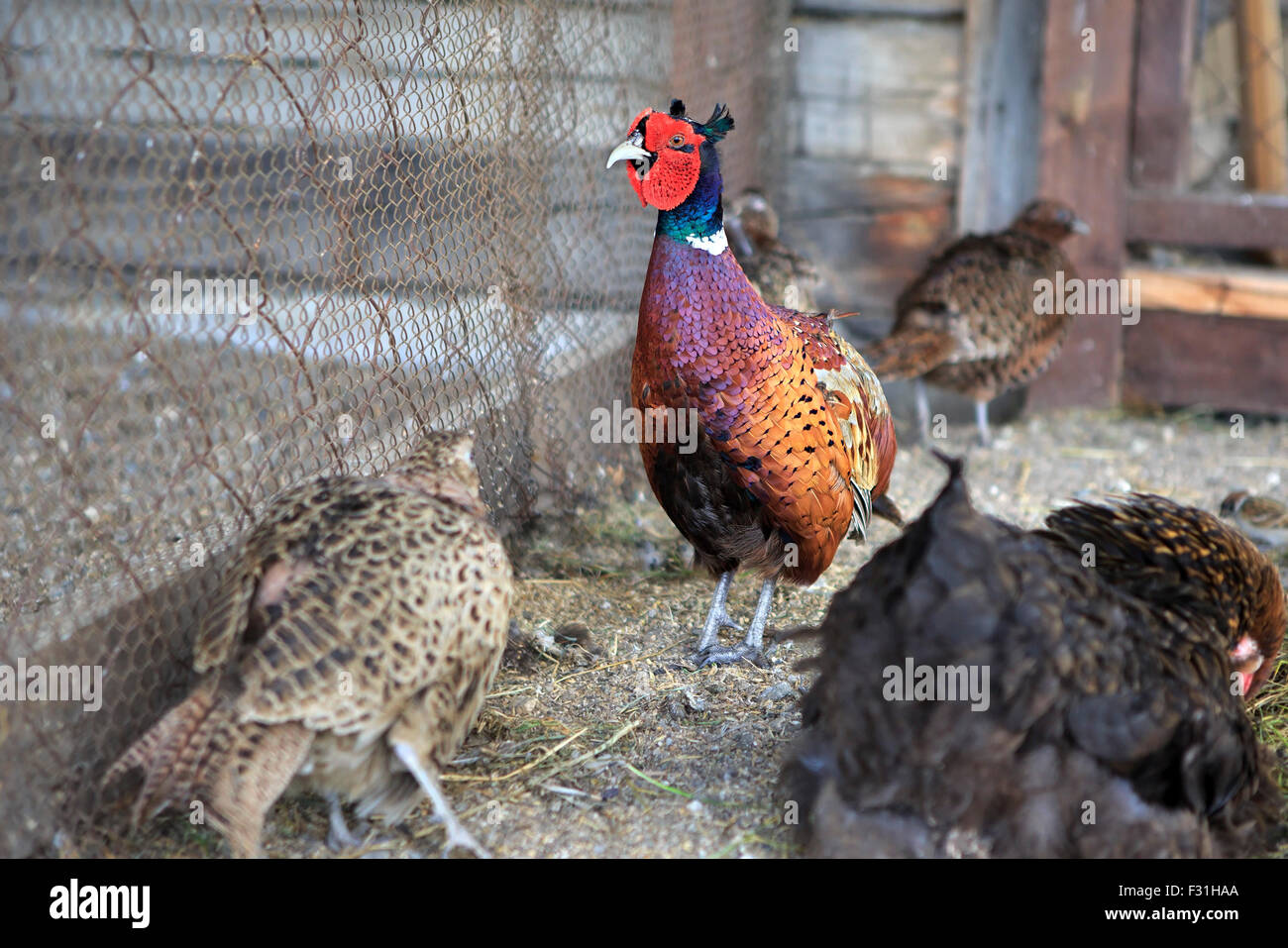 Familie von gemeinsamen Fasan Stockfoto