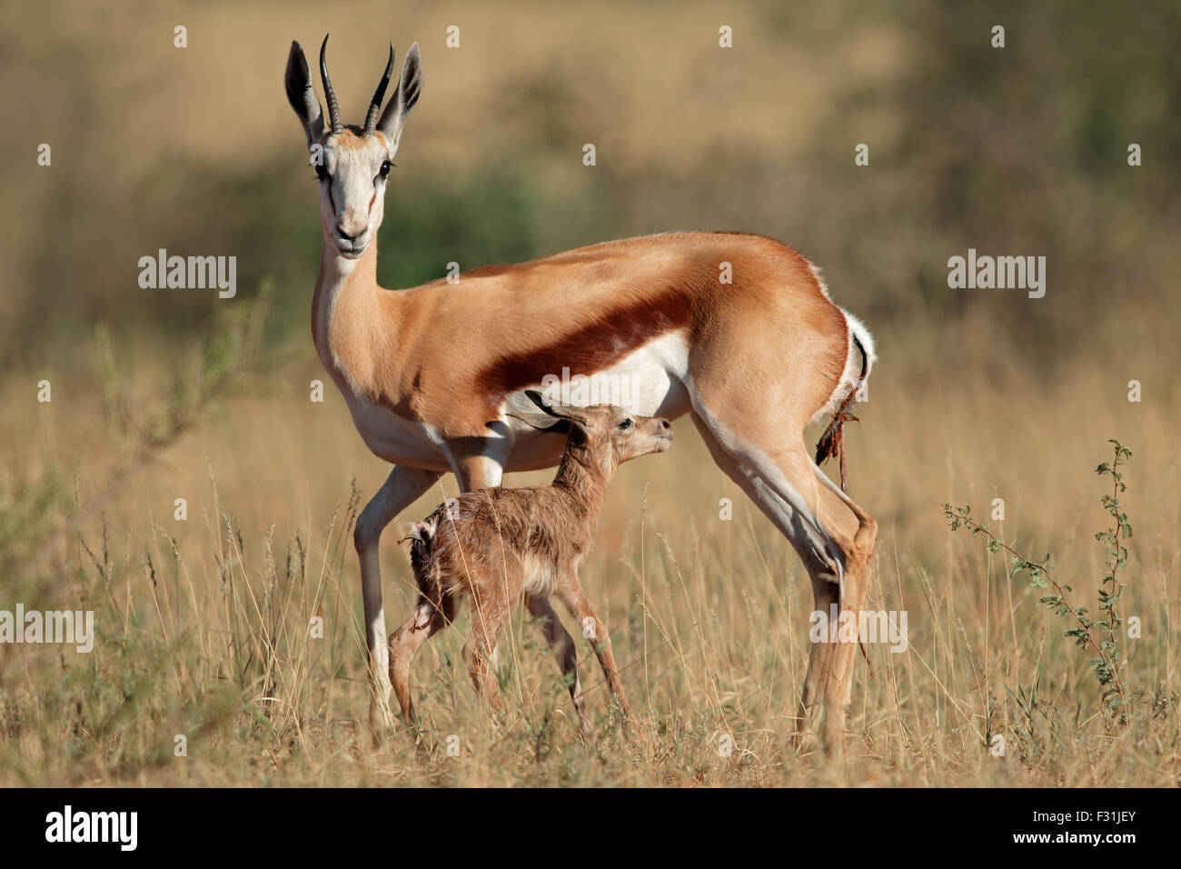 Springbock Antilope (Antidorcas Marsupialis) mit Neugeborenen Lamm, Südafrika Stockfoto