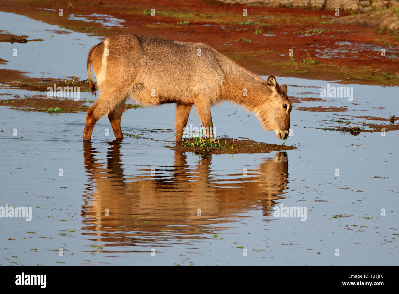 Weiblicher Wasserbock (Kobus Ellipsiprymnus) Fütterung in Wasser, Krüger Nationalpark, Südafrika Stockfoto