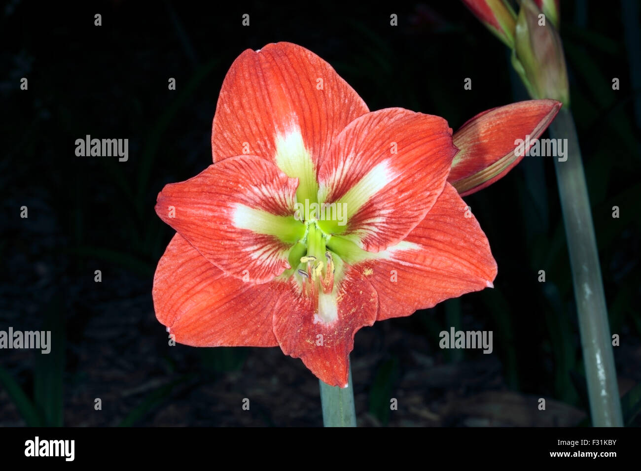 Nahaufnahme der Amaryllis Blume - Hippeastrum - Familie Amaryllisgewächse Stockfoto