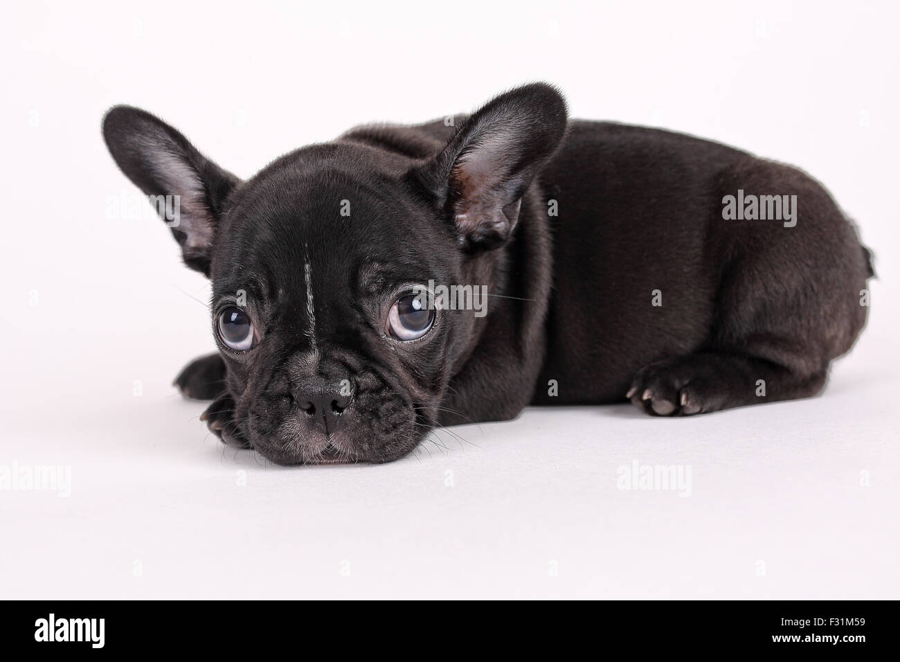 Süße französische Bulldogge Welpen auf weißem Hintergrund Stockfoto