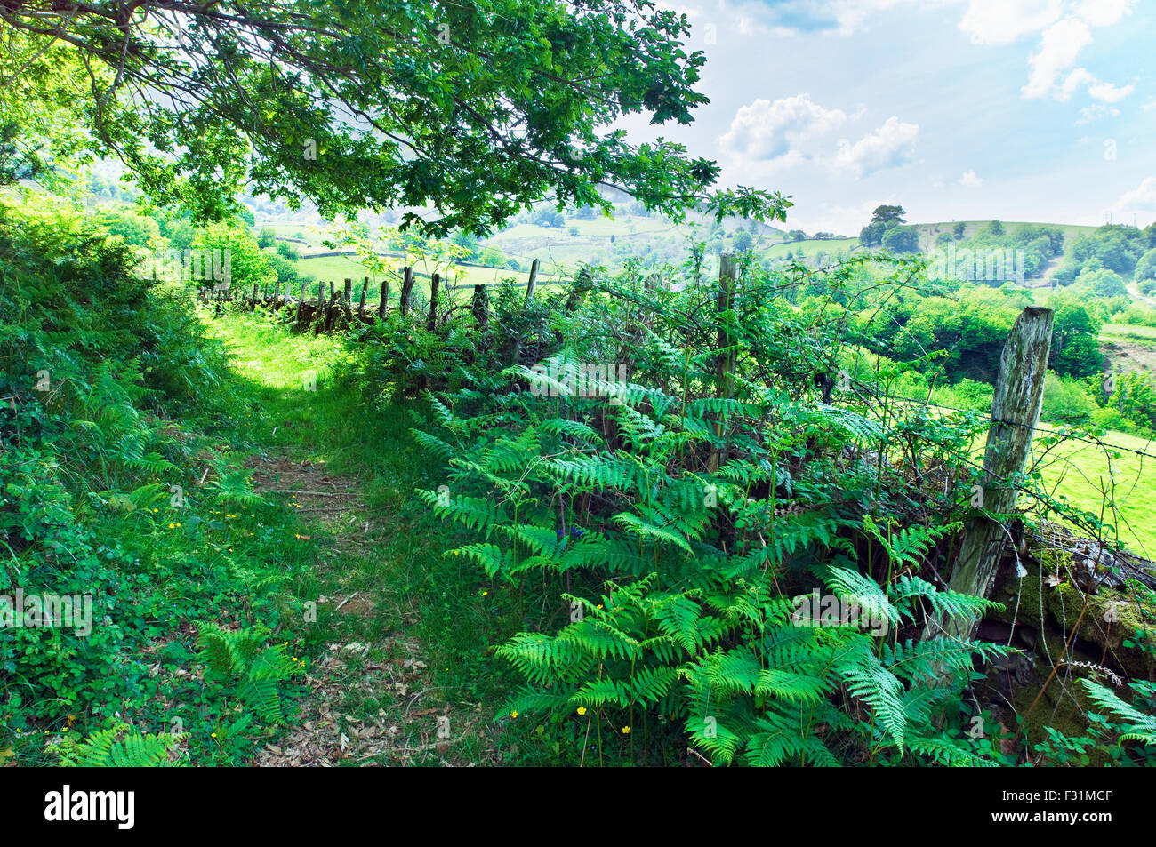 pflanzen für nord west seite